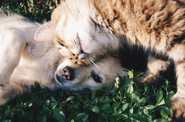 a cat and dog lying on grass