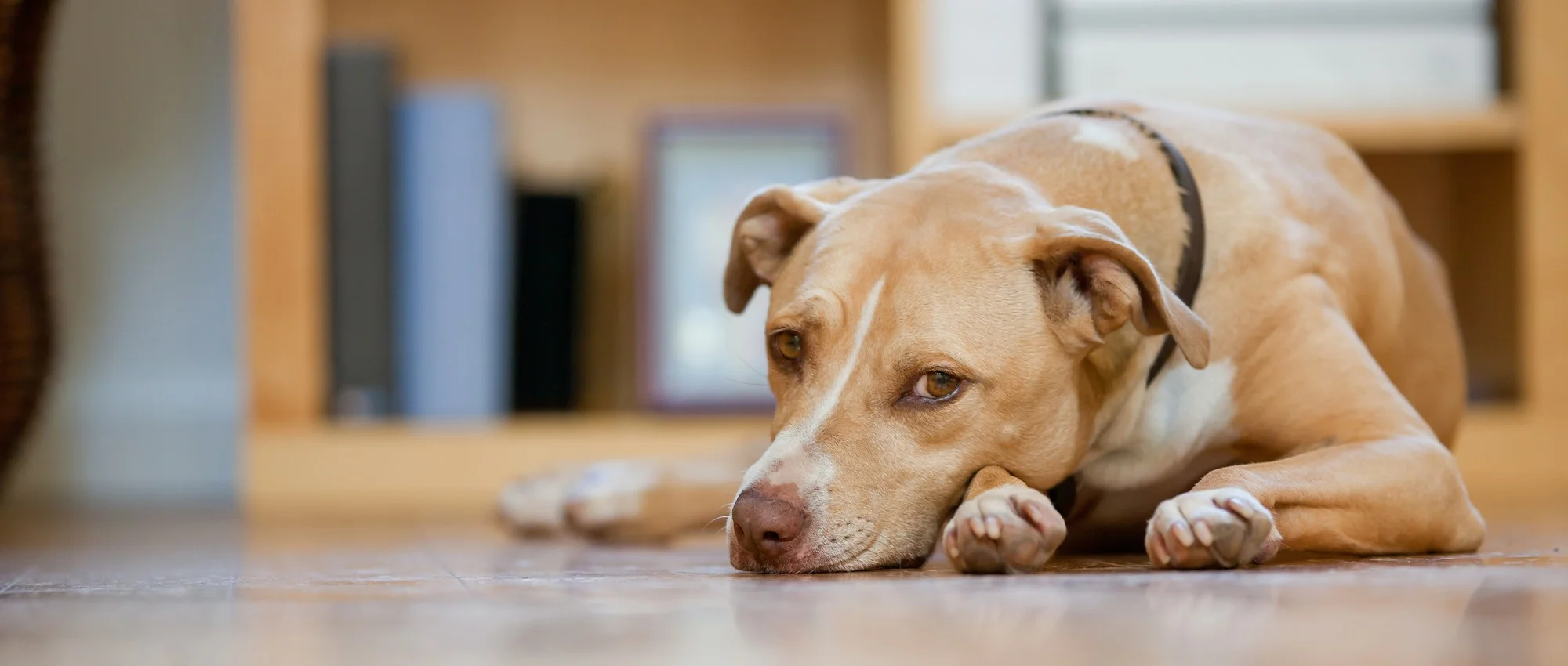 Elk Park Animal Hospital Gallery Vet Clinic In Pagosa Springs, CO 81147