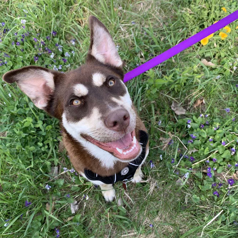 a dog sitting on grass with a purple leash