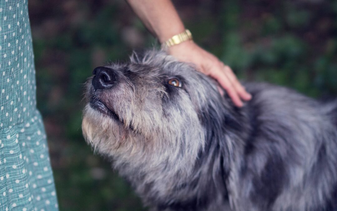 Understanding Senior Pet Wellness Care: A Guide for Pet Owners