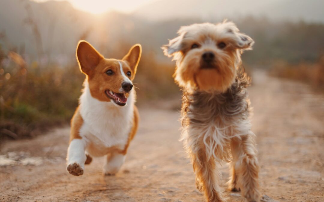 Two energetic dogs sprinting along a dirt road, with trees and grass visible in the background